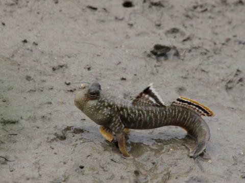 Gnein stmasyla birlikte amur tabakasnda kk bitki ve canllar beliriyor. Hepside amur zpzp iin nemli bir besin kayna.