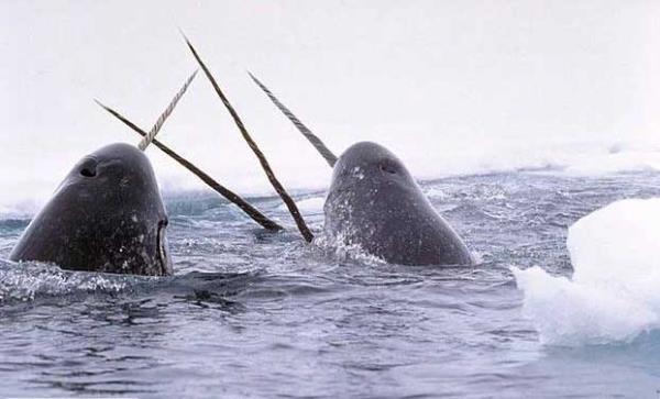 Deniz gergedan  <br>Denizin tek boynuzlu atlar olarak bilinirler. Boynuzlarnn iinde evreyi daha iyi alglamalarna yarayan sinirler bulunmaktadr.