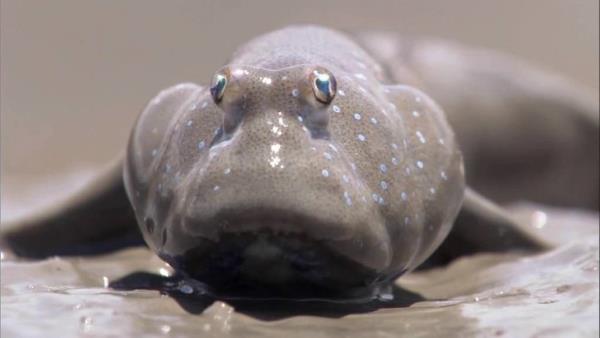 Karada yaamak zor, rnein e bulmak zor. amur zerinde zplayarak dikkat ekmeye alrlar.