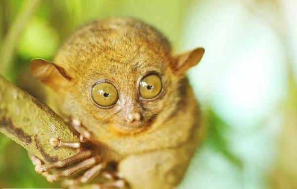 Tersiyer<br>  Bu kk primatlarn gz bebekleri beyinlerinden daha byktr. Bu hayvanlar srama ve trmanma konusunda ok beceriklidirler. Bir aa dalna tutunduklarnda onlar daldan ayrmak gerekten ok gtr.