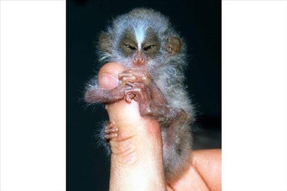 Loris<br>  Gney Asya'nn yeillik blgelerinde yaar. Son derece yava hareket eden hayvanlardr