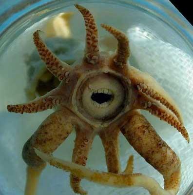 Byk dili derin deniz kalamar  <br>Atlantik Okyanusu'nda bir Alman aratrma gemisi tarafndan kefedilen bu ilgin trn, insan dii gibi dileri var. Her ne kadar korkutucu grnyor olsa da okyanus yzeyinin yaklak 2 km altnda yaadndan karlama ihtimaliniz ok dk.