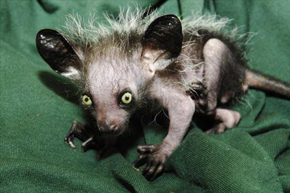 Aye Aye<br>  Boyu 36-44 cm olan lemur tr bir maymundur. Kuyruu 25 cm'yi bulan aye aye genellikle bambu ormanlarnda yaad iin "yaldzl bambu maymunu" olarak da adlandrlr.
