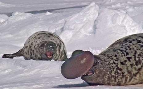 Balonlu fok<br>  Erkek balonlu foklar, diileri etkilemek iin burun deliklerinin birisinden karttklar balon benzeri yapy iirebilirler.