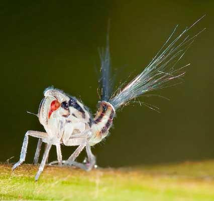 Bitki piresi<br>  Bu hayvanlarn kuyruklarndan salglanan kimyasal yrtclar uzak tutar. Kuyruklarnn bir dier faydas yere dtklerinde d yavalatmas.