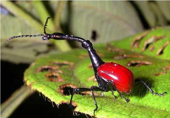 Zrafa biti<br>  Bu hayvanlarn erkekleri diilerinden 2-3 kat uzundur. Bu uzun boyunlarn dier erkeklerle kavga etmek amacyla kullanrlar.