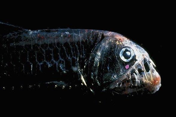 Engerek Bal  <br>Byk ve sivri azyla, uzun sivri dileriyle ve birinci dorsal yzgecin nlaryla kolayca dier balklardan ayrlabilen bu balk 30 santimetre uzunlua kadar byyebiliyor..