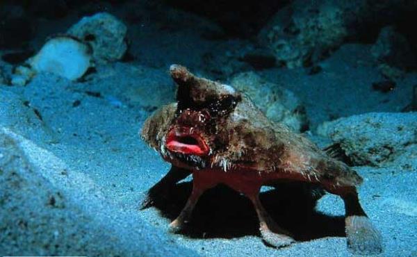 Krmz dudakl yarasa bal  <br>Galapagos adalarnda denizin 30 metre ve ya daha altnda bulunan bu garip grnml baln boyu 40 cm' ye kadar ulaabilir. yi bir yzc olmad iin deniz yzeyinde yrmek iin gs yzgelerini kullanr.