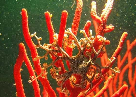 Sepet yldz  <br>Bu deniz yldz tr kollarnda bulunan mikroskobik kancalarla minik avlarn yakalayp azna doru yavaa gtrr. Genellikle geceleri avlanr fakat beslenmek iin gndz bekler.