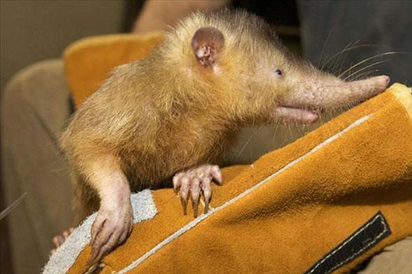 Hispaniolan<br>  Sar kafal Kba solenodonu olarak bilinen hispaniolanlar, uzun sivri burunlu bir fareye benzerler ve Tanrekgiller snfndandrlar. 20 santimetreden biraz daha uzun olan bu hayvan, srd kurbanna zehir enjekte edebiliyor.