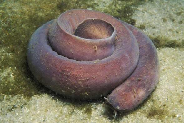 Hagfish<br>  Ylan balna benzerlii ile dikkat eken Hagfish, baka balklarn vucuduna ban sokarak yaamn srdrr.