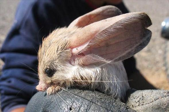 Arap Tavan  <br>Kanguru, tavan, kstebek, sincap ve fareyi andran sevimli yarata Arap tavan dense de zellikle Anadolu'da da yaayan bir fare trdr...