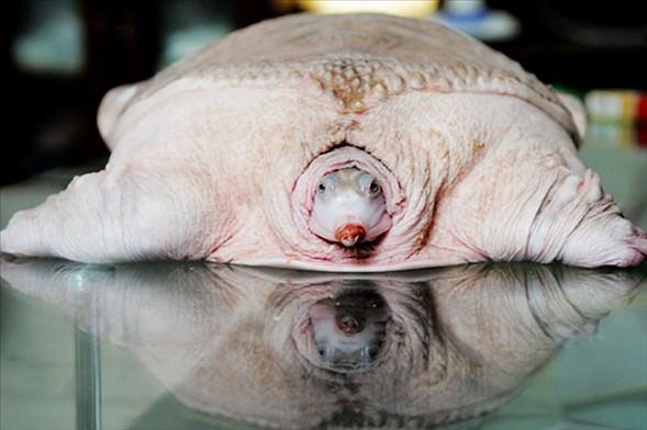 Beyaz Kaplumbaa<br>  in kltrnde nemli bir yeri olan beyaz kaplumbaalar, kreme alan pembe renkleri ve yumuak dokularyla dikkat ekiyor...