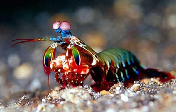 Mantis karidesi<br>  Mantis karidesinin gznde 12 renk reseptr vardr. Yeri geldiinde gzleriyle 80 kph'lik bir hzla rakiplerine vurabilirler.