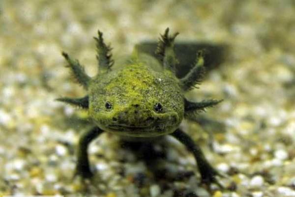 Aksolotl<br>  Aksolotllar, kaplan semenderi grubuna ait Meksika semenderlerinin en tannm yelerindendir. Ait olduu snfn dier yelerinin aksine aksolotllar bakalam geiremediklerinden suda yaamak zorunda olan canllardr.