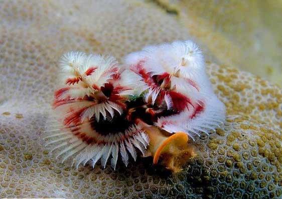 Ylba aac solucan  <br>Bu hayvanlar dnya zerindeki tropikal resiflerde yaarlar. Bu solucanlar yaklak 3-4 cm uzunluundadr.