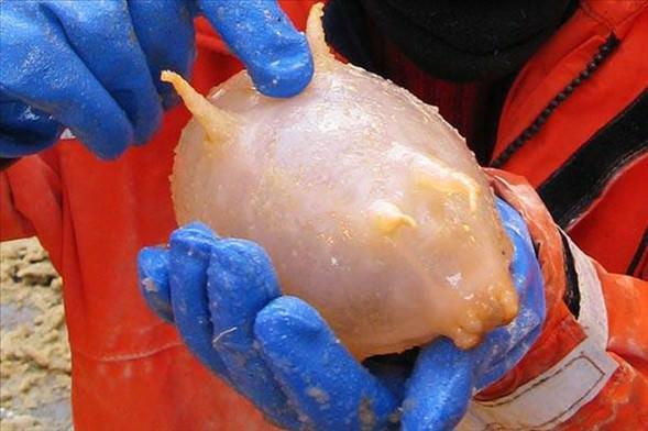 Deniz Domuzu<br>  Yalnzca ubat ve Mart aylarnda Antarktika'da grlen deniz domuzlar derisinin tula rengiyle dikkatleri ekiyorlar...