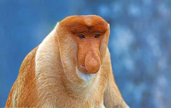 Proboscis maymunu<br>  Asya'nn yerli bir tr olan bu maymunlar, genellikle Borneo'da yaar. Sarkk burunlarn diileri ve dier maymunlar etkilemek iin kullanrlar.