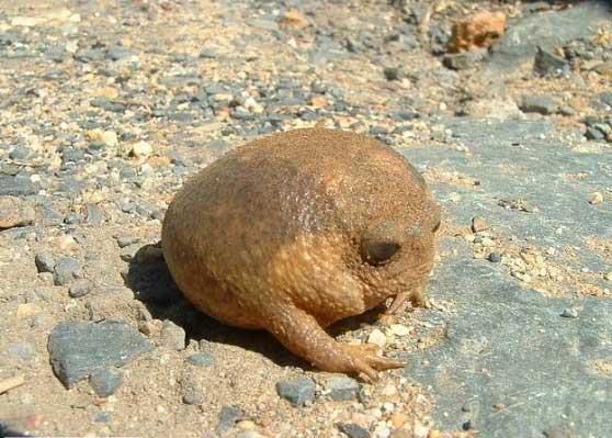 Cape yamur kurbaas  <br>Bu hayvan elleri olan bir kayaya benzer. Yaam alan Gney Afrika'dr. Sokakta ya da kamusal alanlarda karnza kabilirler.