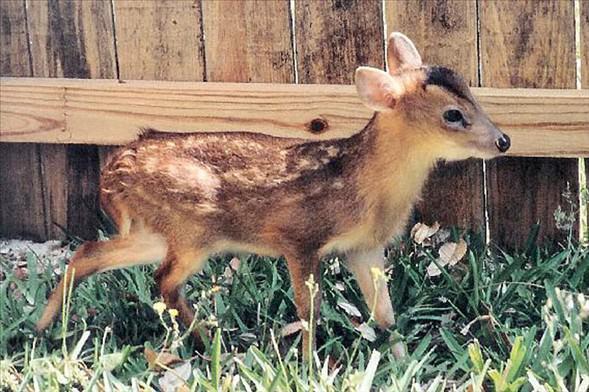 Minyatr Geyik<br>  Son 10 ylda kefedilen ilgin bir geyik tr olan minyatr geyikler (Muntiacus Putaoensis) sadece 60-80 santimetre boyuna kadar byyebiliyorlar ancak nesilleri tehlike altnda...