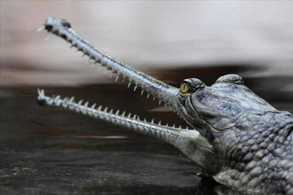 The Indian Gharial (Ganj Timsah)<br>  Hindistan'da Ganj nehrinde yaar. Boylan 7 m'ye kadar ulaabilen bir srngen trdr.