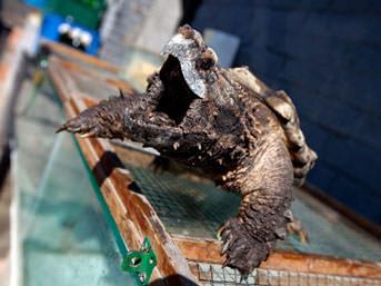 Devasa kaplumbaann arlnn 70 kiloya yakn olduunu ifade eden balk, hayvann dikenli ve tarihten ncede kalm grntnden korktuunu syledi. Teknesine ekmeyi glkle baardn syleyen Harell, kaplumbaayla fotoraf ektikten sonra canly gle braktn bildirdi...