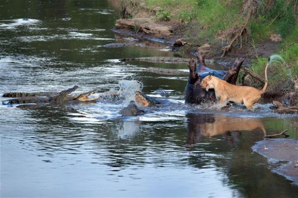 Aslan, y�rt�c�l���n� kullanarak timsahlara kafa tutarken timsahlar�n da pes etmeye niyetleri yoktu. Sonunda aslan�n pen�eleri galip geldi. Hipopotam aslana yem oldu.