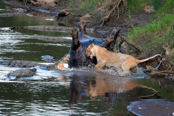 Ancak hipopotam� mideye indirebilmesi i�in rakipleri vard�. Nehirdeki a� timsahlar da ayn� anda harekete ge�mi�ti. Di�i aslanla timsahlar aras�nda ‘A�l�k Oyunlar�’ (Hunger Games) filmini hat�rlatan bir m�cadele ba�lad�.