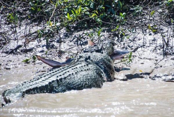 nce timsahn bir balk yakaladn dnen Andrew sonradan dikkatli baknca bunun bir kpekbal olduunu fark edip hemen fotoraf makinesine sarld.