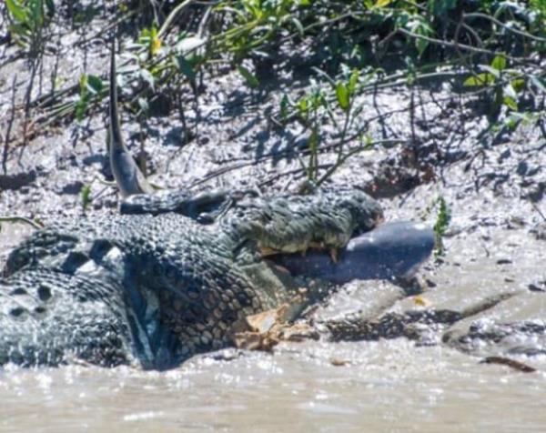 Blgede bilinen ve Brutus adyla arlan timsah yaklak 80 yanda ve n ayaklarndan bir yok.