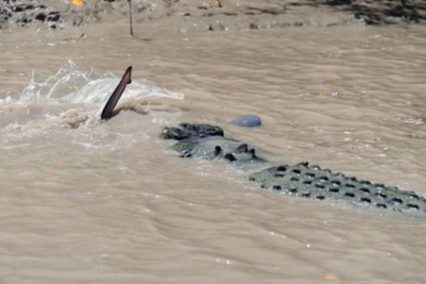 Kpekbal ve timsah kar karya gelse ne olur? Bu sorunun cevabn asla bulamayacaz derken turist Andrew Paice, kz arkadayla Adelaide Nehri&#8217;nde gezinti yaparken bu grntleri ekti.