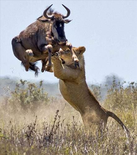 Yerden 2 metre havaya ykselen antilob eviklii sayesinde aslann penelerinden kurtuldu.