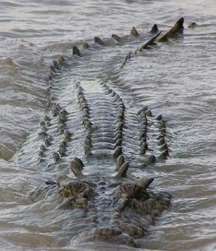 Brutus&#8217;un blgesi olarak bilinen yerde kpekbalyla karlaan turistler, mcadelenin sonucunu ne yazk ki gremediler, timsah bal yedi mi yoksa balk kaabildi mi? Bu sorunun cevab bir sre daha bekleyecek gibi duruyor.