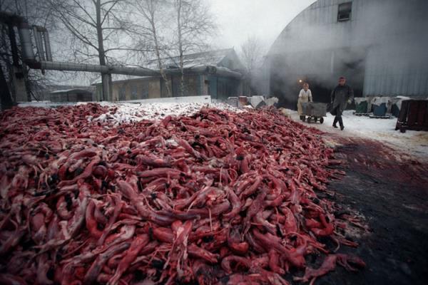 Krk iftlii ve Acyla Dolmu Hayvanlar