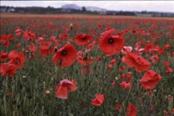 Mslmanlarn says 40' bulduktan sonra Hz. Muhammed slam aleni bir ekilde ilan etmitir