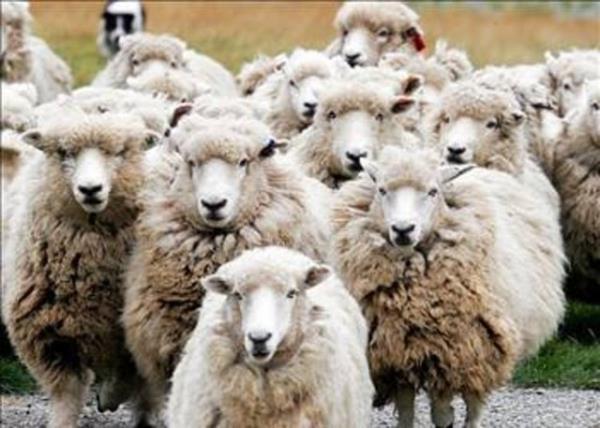 40 koyundan biri zekat verilir