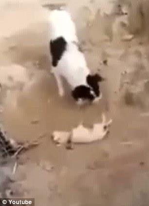 Kpek, yerde yatan yavrusunu nce koklamaya balyor.