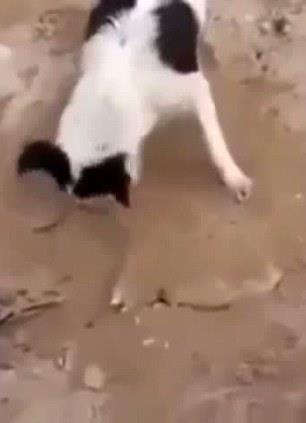 Yavru kpein zerini tamamen kapatarak gmen anne kpek daha sonra oradan uzaklayor.