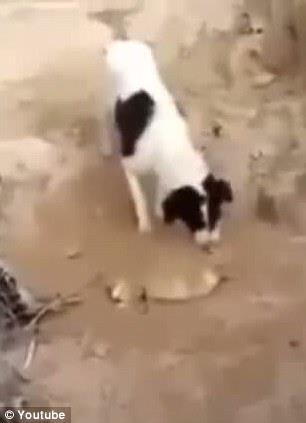 Grntde Yavrusunun l olduunu anlaynca burnunu kullanarak zerini toprakla kapatmas grlyor.