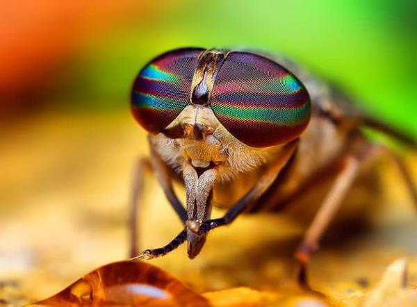 Sinekler ellerini ovuturup kafalarndan geirme hareketini, uarken yapan moleklleri temizlemek iin yaparlar.