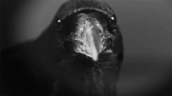 En zeki hayvanlardan biri olarak kabul gren kargalar, tpk insanlar gibi yal ebeveynlerini yllar sonra gidip ziyaret ederler.