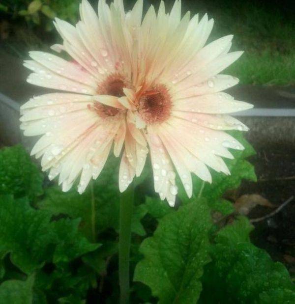 2011 ylnda Japonya'da meydana gelen 8.9 iddetindki depremden sonra Fukuima nkleer santralinde bir takm kazalar meydana geldi.