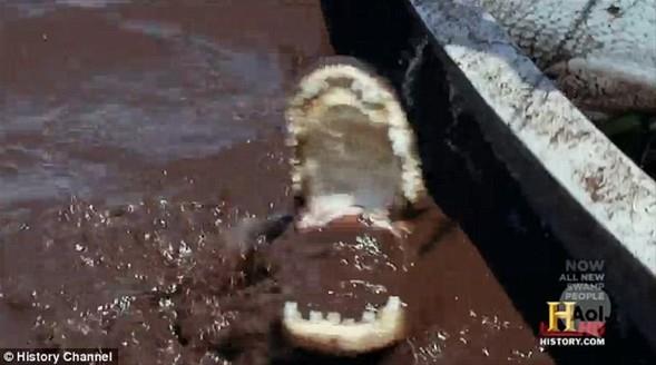 Arl 320 kiloyu bulan 3 metrelik devasa canavar, bota ekilmeye baland srada bir anda "hayata dnd" ve avclar dehete drd.