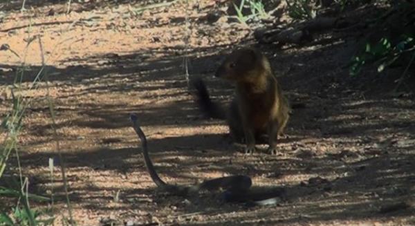 Ve Firavun faresiyle arasnda geen yaam savan kaybeden taraf ylan oluyor.