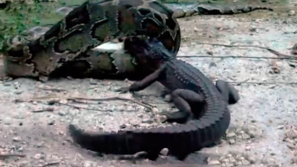 Piton ylan ve timsah lmne bir mcadeleye girerse, kazanan kim olur?