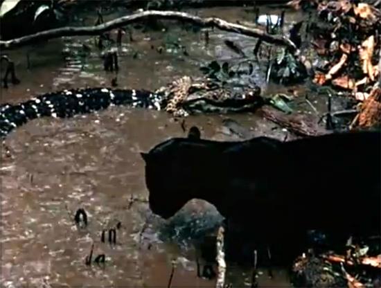 Ormanda kk bir su birikintisinde yaayan timsah, Jaguara av oldu. Cesaretiyle bilinen jaguar koca timsah suyun ierisinde boarak ldrd. te o inanlmaz anlar..