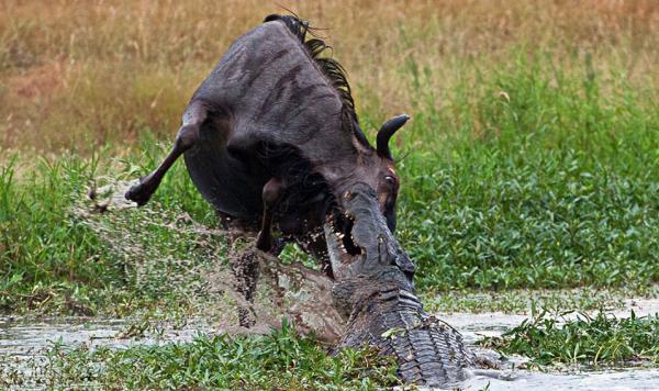 A bir timsah, su imekte olan antilobu yakalad.