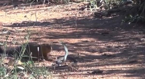 Ylann etrafnda dolaan firavun faresi bir an kontrol kaybetse de abuk toparlyor ve ylann karsna yeniden kyor...