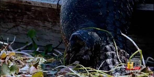 Normalde daha kk timsahlarn bu tr yaralar olduunu syleyen kadn avclar...