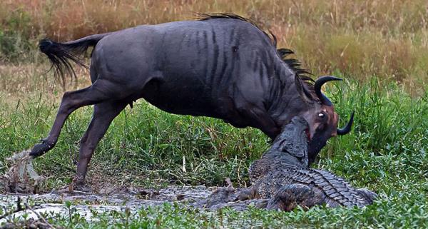 Timsah tarafndan yakalanan antilop 1 saat boyunca kamak iin rpnrken, su aygr bu mcadeleye dahil oluyor...